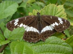 Picture of brown Butterfly on a leaf