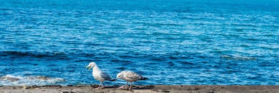 Two seagulls are on the beach