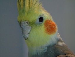 yellow parrot head