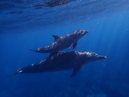 dolphins among the underwater world