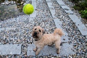 domestic dog playing with tennis ball