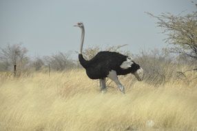 huge black bird in botswana