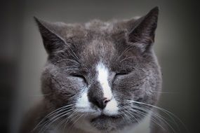 gray cat head with eyes closed