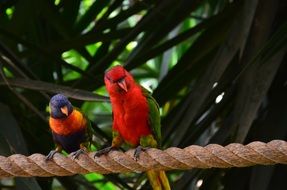 colored parrots on a thick rope