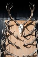 deer horn collection on wooden board