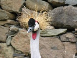 Portrait of the bird in wildlife