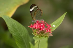 butterfly sits on a flower plants