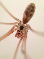 Spider Macro on a light background