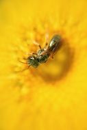 wasp on daisy