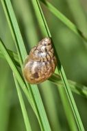 snail shell on the grass close-up on blurred background