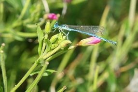 neon dragonfly