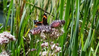 butterfly on the wild summer meadow