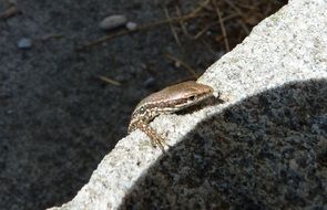 cold blooded Small Lizard