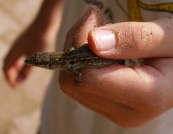 tiny lizard in hands close-up on blurred background