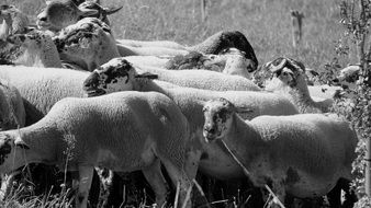 Black and white photo of Sheep Flock