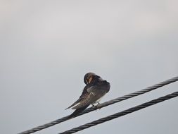 beautiful and cute Swallow