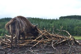 animal near branches in the wild