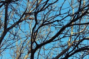 birds on tree branches in spring