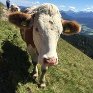 grazing cow in mountains