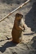 curious meerkat standing on the hind legs