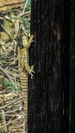 lizard on a tree trunk in cyprus