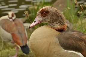 brown nile goose