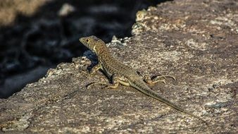 lizard on earth in wildlife, cyprus