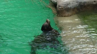 Sea Lion Mammal
