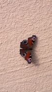 Beautiful peacock butterfly on the wall