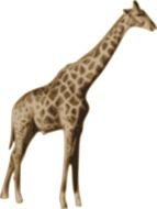 Picture of tall giraffe