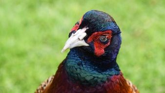 colorful bird in Scotland