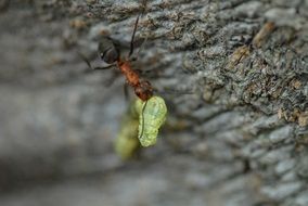 Ant eat Caterpillar