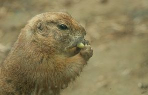 eating rodent