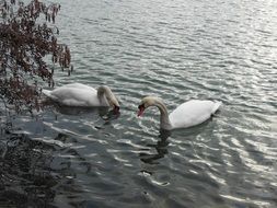 pair of white swans in a pond