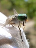 horsefly with huge green eyes