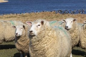 Picture of the Sheep flock