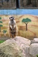 curious meerkat on the stone