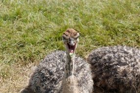 Ostrich Animal Baby