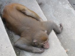 macaque lying on stairs