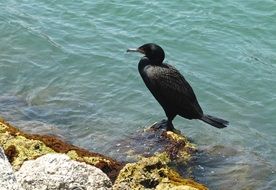 beautiful and cute Ocean Florida bird