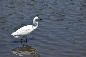 white crane stands in the water