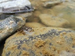 Frog on the stone