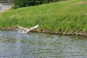 white Swan taking off from the Water near the shore