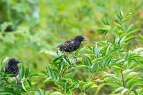 black birds on a green spring bush