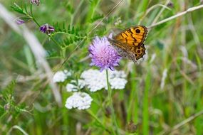 butterfly on the wild purple flower