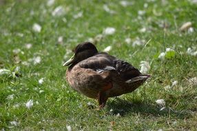 young black duck on green grass