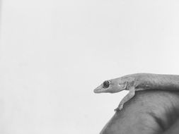 small lizard gecko