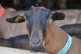 Goat Breeding