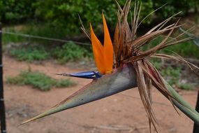 picture of the Strelizia in South Africa