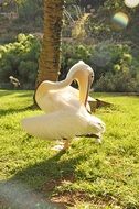 pelican cleaning feathers